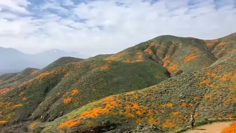 El superflorecimiento de amapolas naranjas deja este espectacular paisaje en California El superflorecimiento de amapolas naranjas deja este espectacular paisaje en California