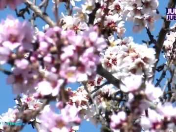 flor flor