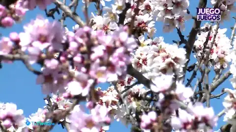 flor flor