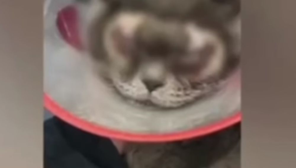 El gato tras la operación