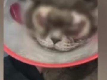 El gato tras la operación