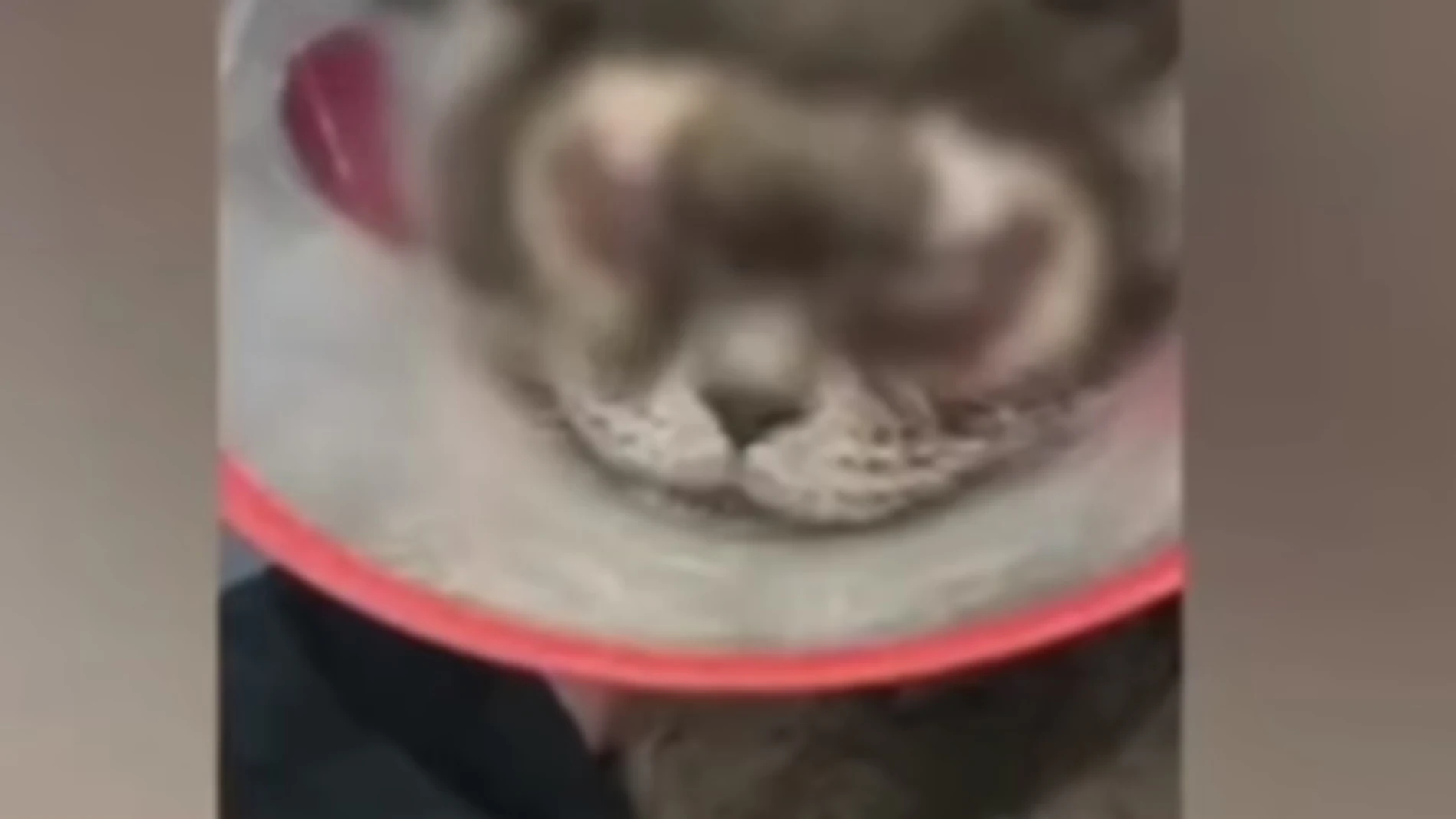 El gato tras la operación El gato tras la operación
