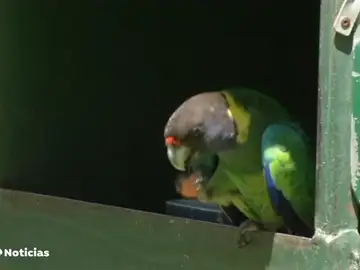 Loros de la India adictos al opio arrasan plantaciones para conseguir su dosis diaria Loros de la India adictos al opio arrasan plantaciones para conseguir su dosis diaria