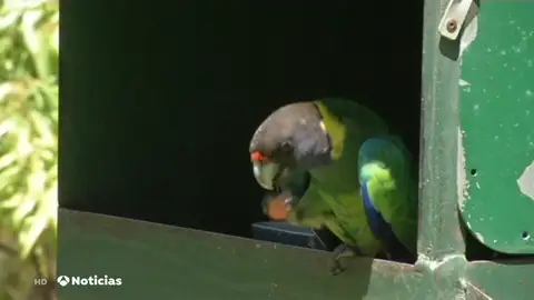 Loros de la India adictos al opio arrasan plantaciones para conseguir su dosis diaria Loros de la India adictos al opio arrasan plantaciones para conseguir su dosis diaria