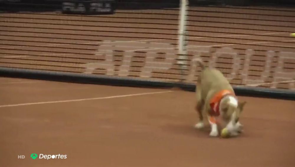 La imagen más tierna del fin de semana: los perros recopelotas que conquistan el Abierto de Sao Paulo