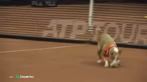 La imagen más tierna del fin de semana: los perros recopelotas que conquistan el Abierto de Sao Paulo La imagen más tierna del fin de semana: los perros recopelotas que conquistan el Abierto de Sao Paulo