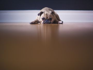 Perro de la raza Pug Perro de la raza Pug