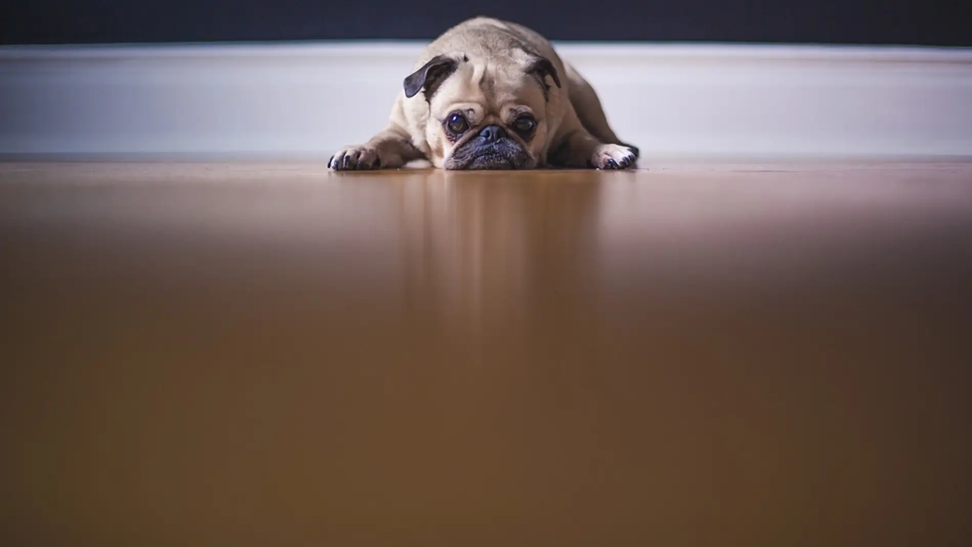 Perro de la raza Pug