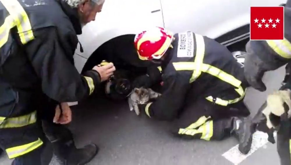 El delicado rescate de un gato atrapado dentro del capó de un vehículo