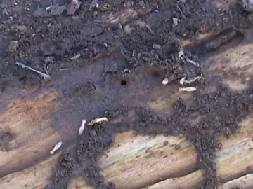 Denuncian ante la Fiscalía pasividad con la plaga de termitas Denuncian ante la Fiscalía pasividad con la plaga de termitas