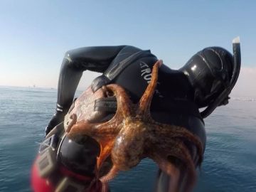 Pulpo Pulpo