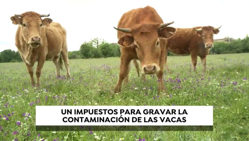 Los pedos de las vacas bajo impuesto: Bruselas plantea que los gases de las reses acaben pagando impuestos