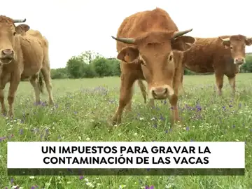 Los pedos de las vacas bajo impuesto: Bruselas plantea que los gases de las reses acaben pagando impuestos Los pedos de las vacas bajo impuesto: Bruselas plantea que los gases de las reses acaben pagando impuestos