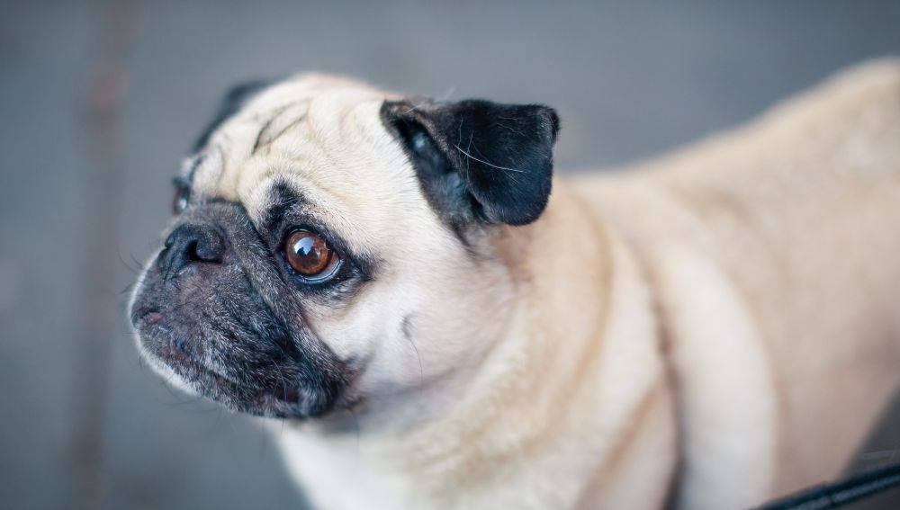 Perro de raza Pug (Archivo)