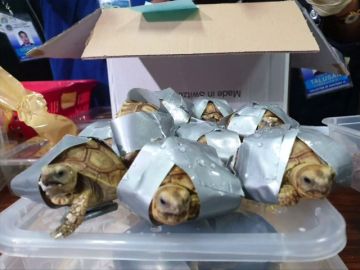 Encuentran 1.529 tortugas exóticas en maletas en el aeropuerto de Manila