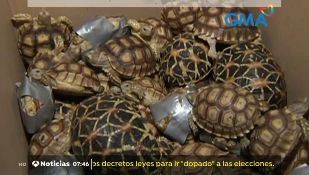 Tortugas incautadas en el aeropuerto de Manila.