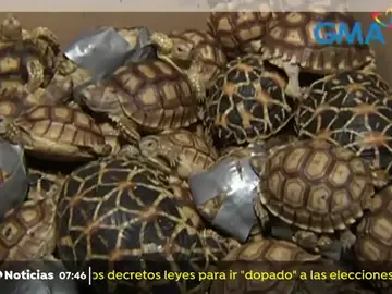 Tortugas incautadas en el aeropuerto de Manila. Tortugas incautadas en el aeropuerto de Manila.