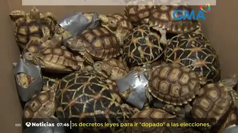 Tortugas incautadas en el aeropuerto de Manila. tortugas