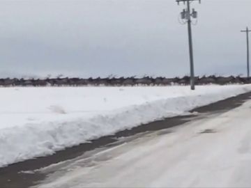 Las impresionantes imágenes de una manada de alces cruzando un río helado