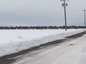 Las impresionantes imágenes de una manada de alces cruzando un río helado Las impresionantes imágenes de una manada de alces cruzando un río helado