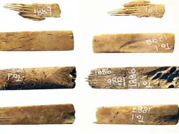 Hallan en Tonga un kit de tatuaje de 2.700 años, el más antiguo conocido Hallan en Tonga un kit de tatuaje de 2.700 años, el más antiguo conocido