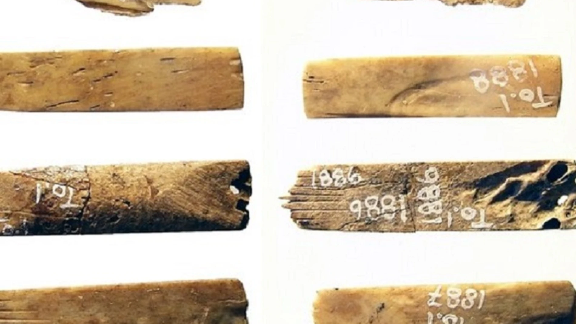 Hallan en Tonga un kit de tatuaje de 2.700 años, el más antiguo conocido Hallan en Tonga un kit de tatuaje de 2.700 años, el más antiguo conocido