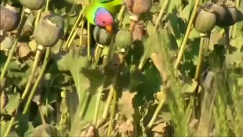 Loros adictos arrasan con las plantaciones de opio en India Loros adictos arrasan con las plantaciones de opio en India