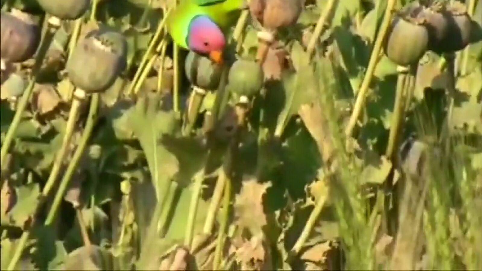 Loros adictos arrasan con las plantaciones de opio en India