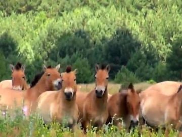 caballos en Chern&oacute;bil