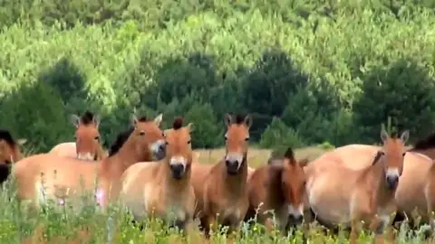 caballos en Chernóbil caballos en Chernóbil