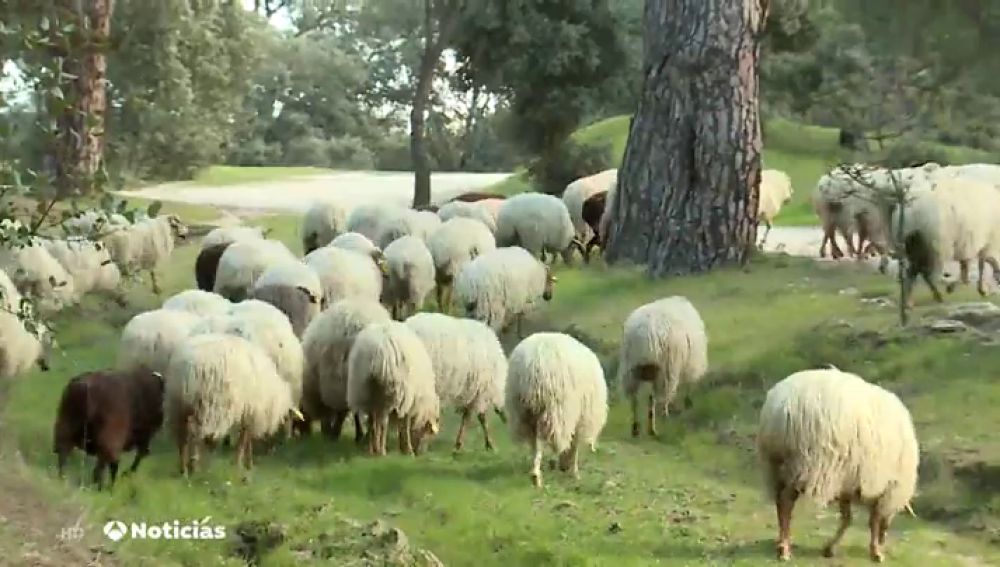 REEMPLAZO | Centenares de ovejas vuelven a pastar en la Casa de Campo para ayudar a la limpieza de los pastos y a la regeneración del suelo