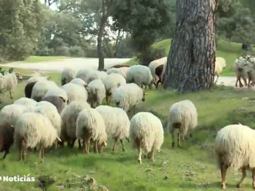 REEMPLAZO | Centenares de ovejas vuelven a pastar en la Casa de Campo para ayudar a la limpieza de los pastos y a la regeneración del suelo