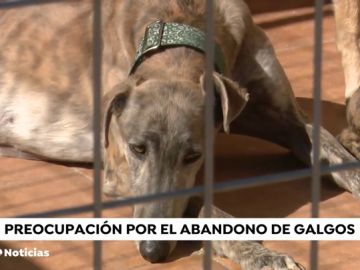 Galgos: la raza de perros abandonada y maltratada tras la época de caza