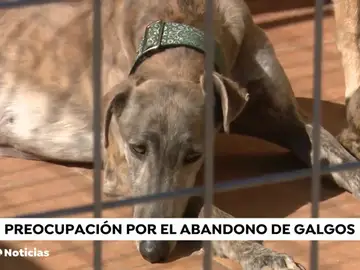 Galgos: la raza de perros abandonada y maltratada tras la época de caza Galgos: la raza de perros abandonada y maltratada tras la época de caza