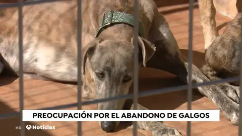 Galgos: la raza de perros abandonada y maltratada tras la época de caza Galgos: la raza de perros abandonada y maltratada tras la época de caza