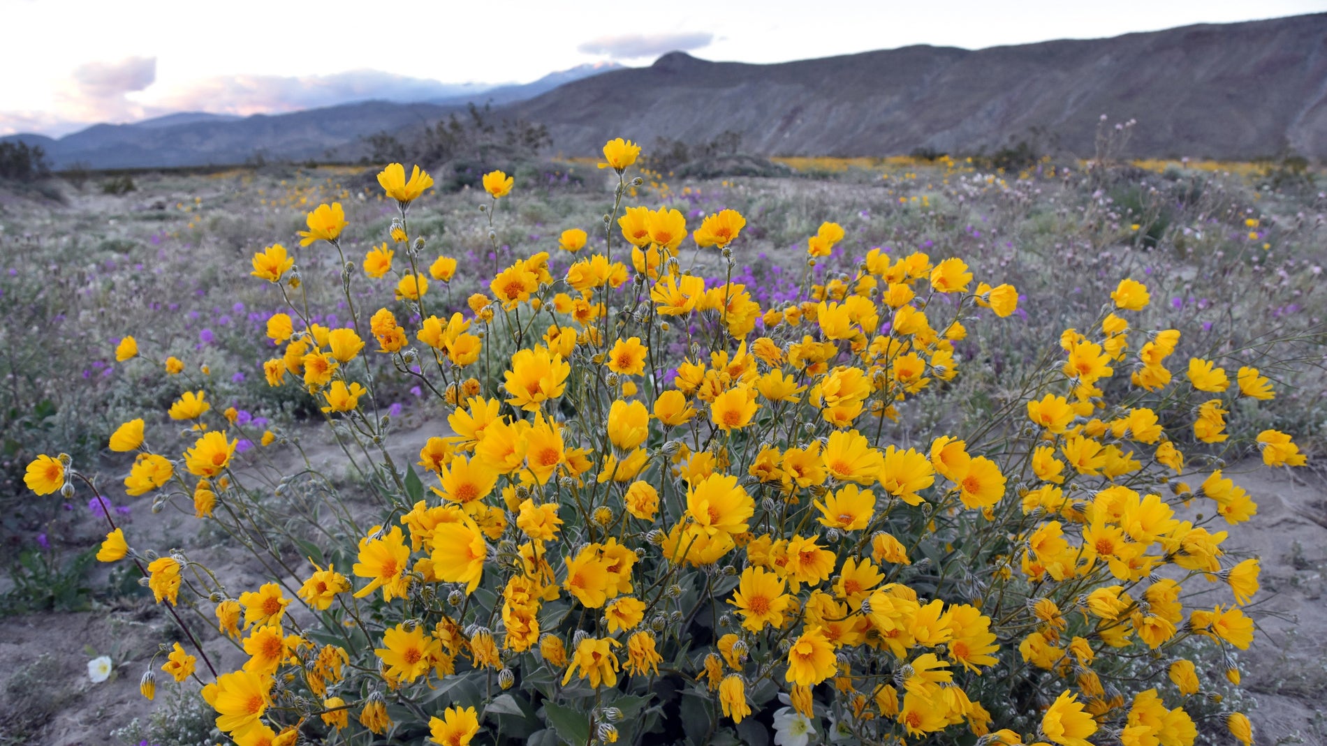 Manto temporal de flores silvestres en el Parque Estatal del Desierto de Anza-Borrego en el condado de San Diego, Californiav