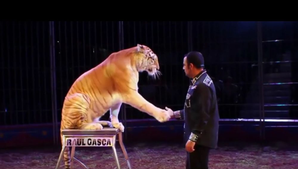 Espectáculo de circo