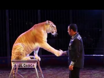 Espectáculo de circo