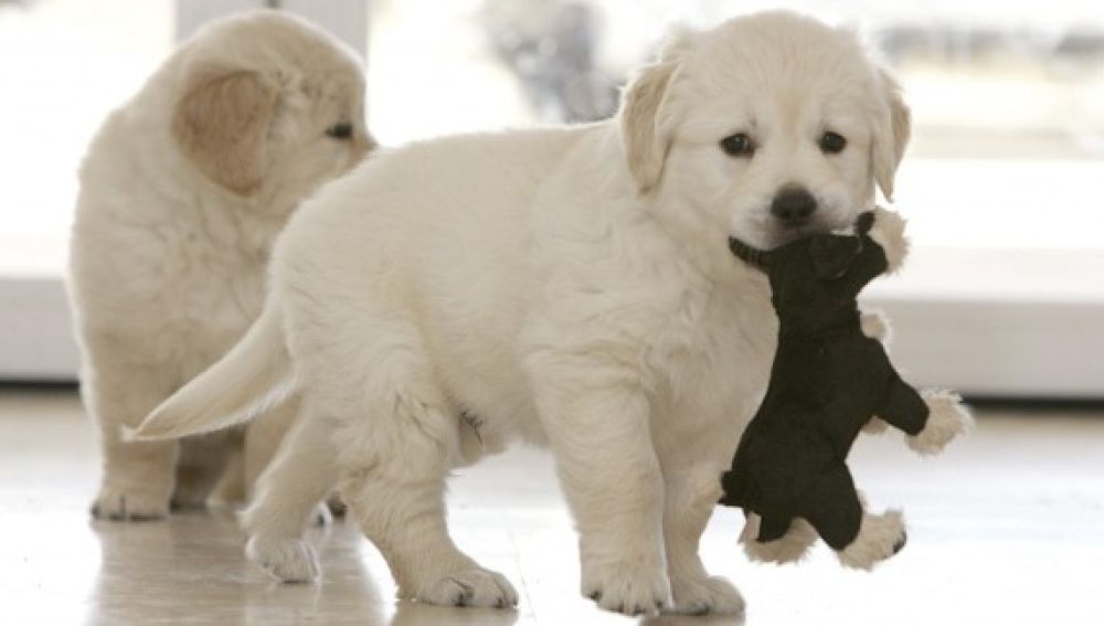 Perros