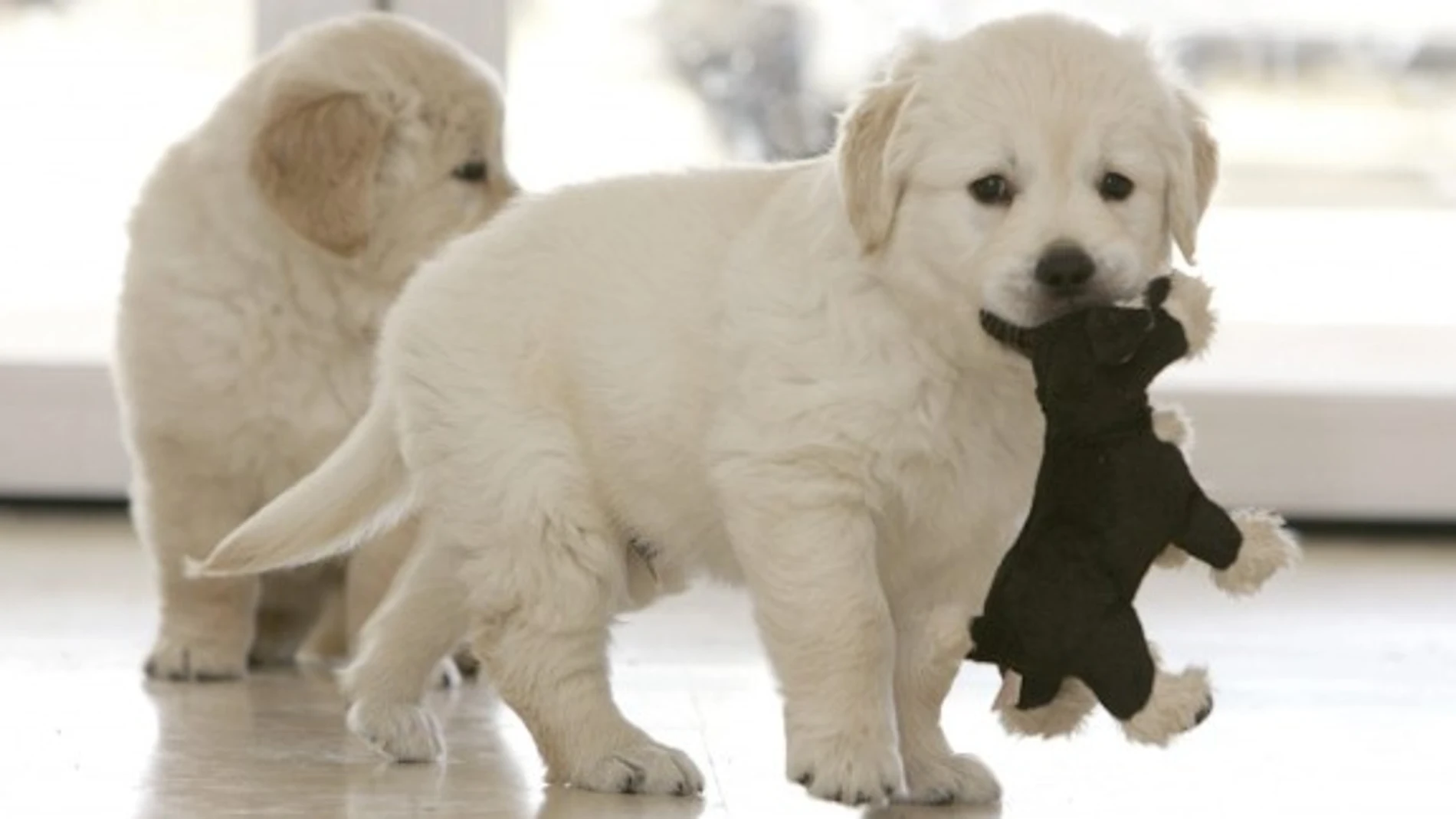 Perros Perros