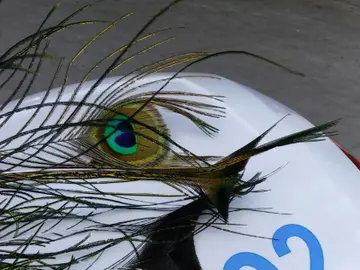 Denuncian a un hombre por arrancar a pisotones las plumas de un pavo real Denuncian a un hombre por arrancar a pisotones las plumas de un pavo real