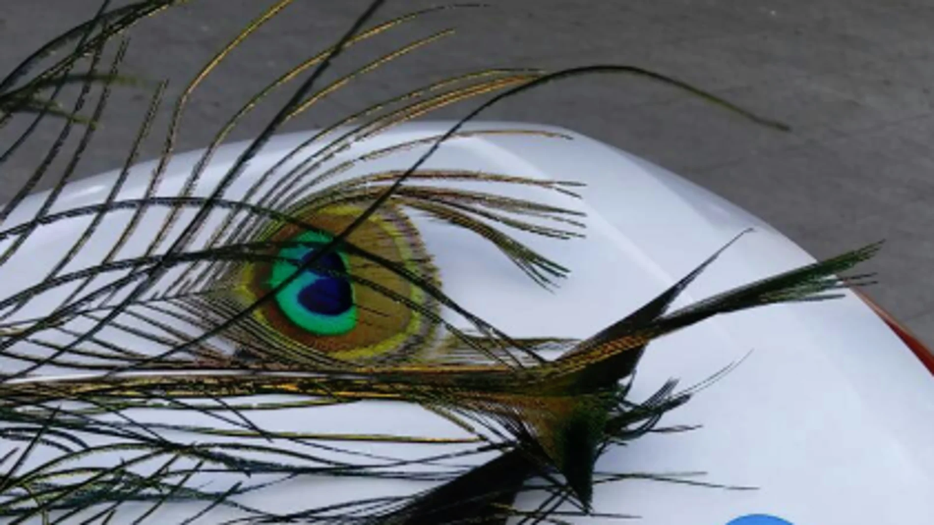 Denuncian a un hombre por arrancar a pisotones las plumas de un pavo real Denuncian a un hombre por arrancar a pisotones las plumas de un pavo real