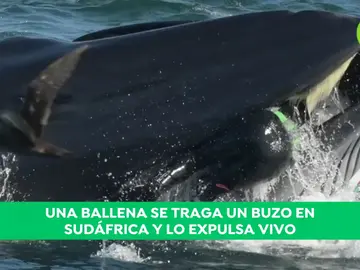 El relato del buzo al que tragó y después escupió una ballena: "Podía sentir la presión en mi cadera" El relato del buzo al que tragó y después escupió una ballena: "Podía sentir la presión en mi cadera"