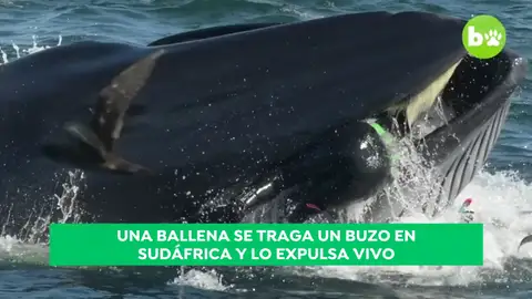 El relato del buzo al que tragó y después escupió una ballena: "Podía sentir la presión en mi cadera" El relato del buzo al que tragó y después escupió una ballena: "Podía sentir la presión en mi cadera"
