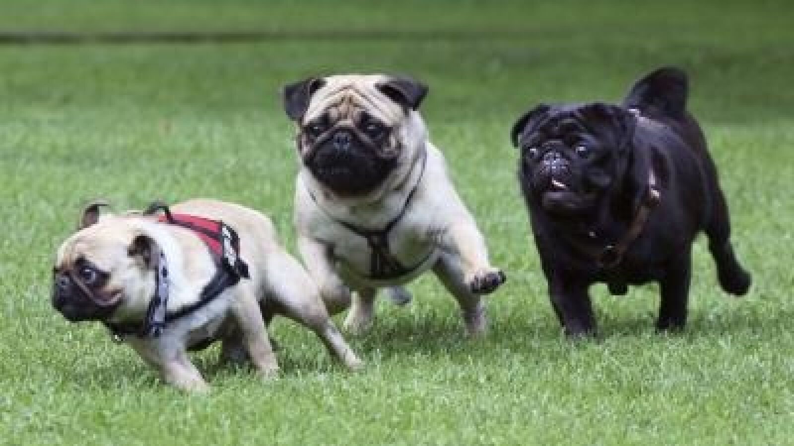 Un hombre elige vivir como un perro: 
