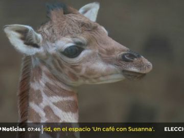 El zoológico de Chester celebra el nacimiento de una jirafa poco común