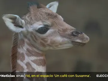 El zoológico de Chester celebra el nacimiento de una jirafa poco común El zoológico de Chester celebra el nacimiento de una jirafa poco común