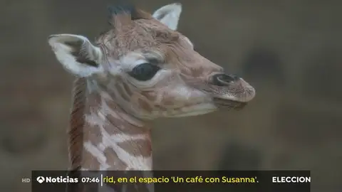 El zoológico de Chester celebra el nacimiento de una jirafa poco común El zoológico de Chester celebra el nacimiento de una jirafa poco común