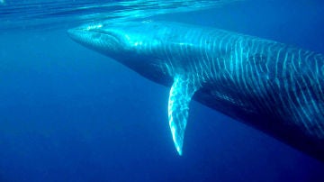 Ballena de Bryde