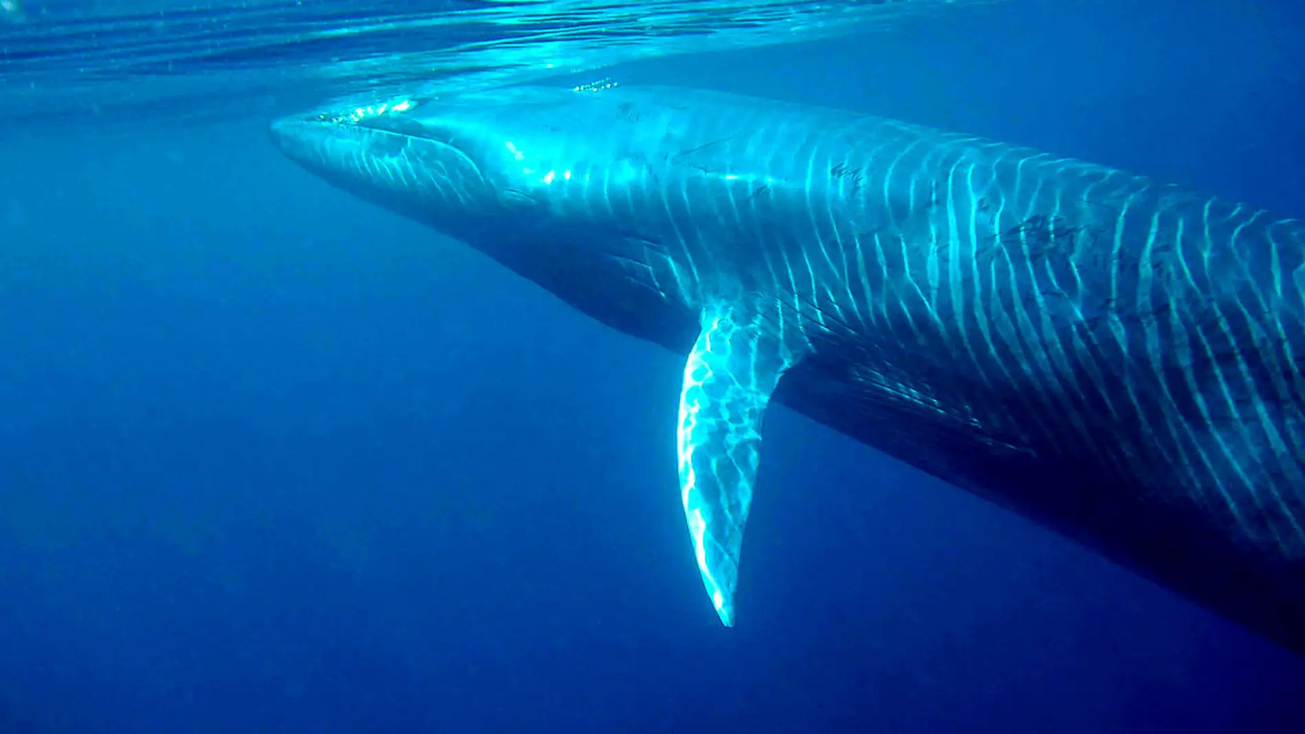 Ballena de Bryde